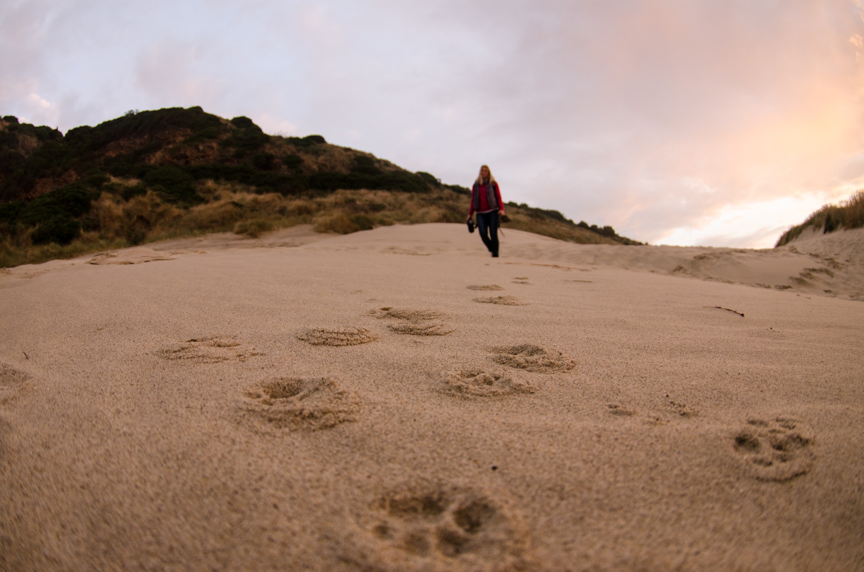 DSC_0928 – new, new zealand, zealand, nz, otago, otago may 16, crispin, Sandfly, point, peninsula, feral, cat, tracks
